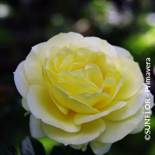 ©SUNFLOR - Primavera